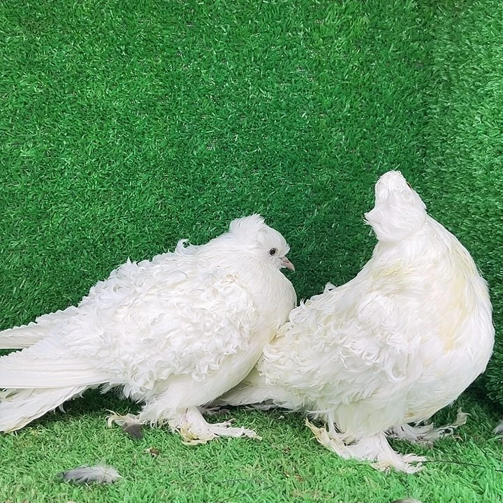 婆罗门鸡偏远地区不发货