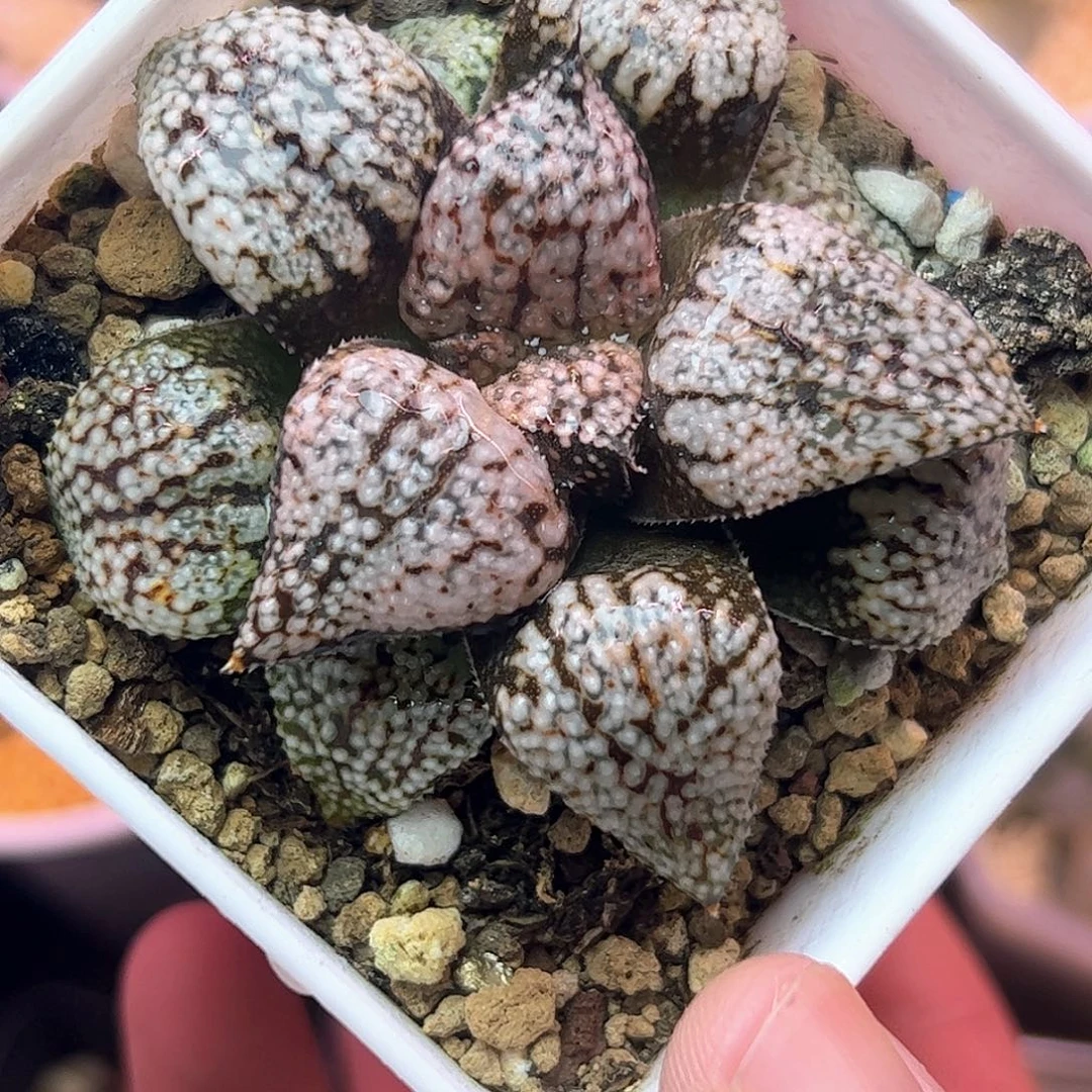 白银十二卷多肉植物园