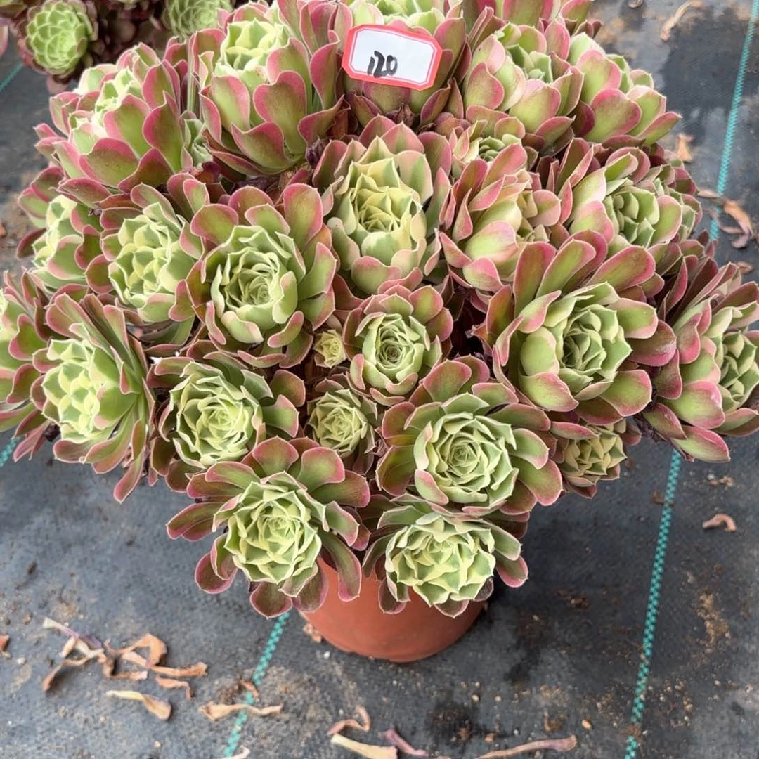 无花朵120白风多肉植物绿植