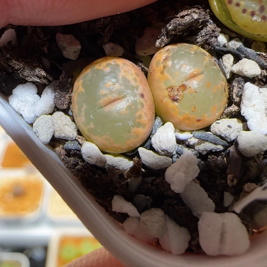 盐**球肉锥多肉植物百科-951