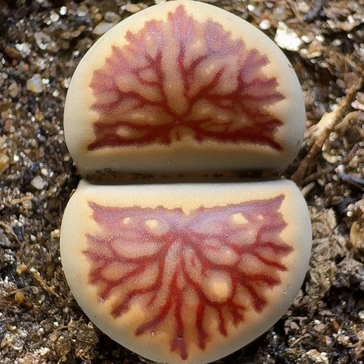 生石花1111122。   210