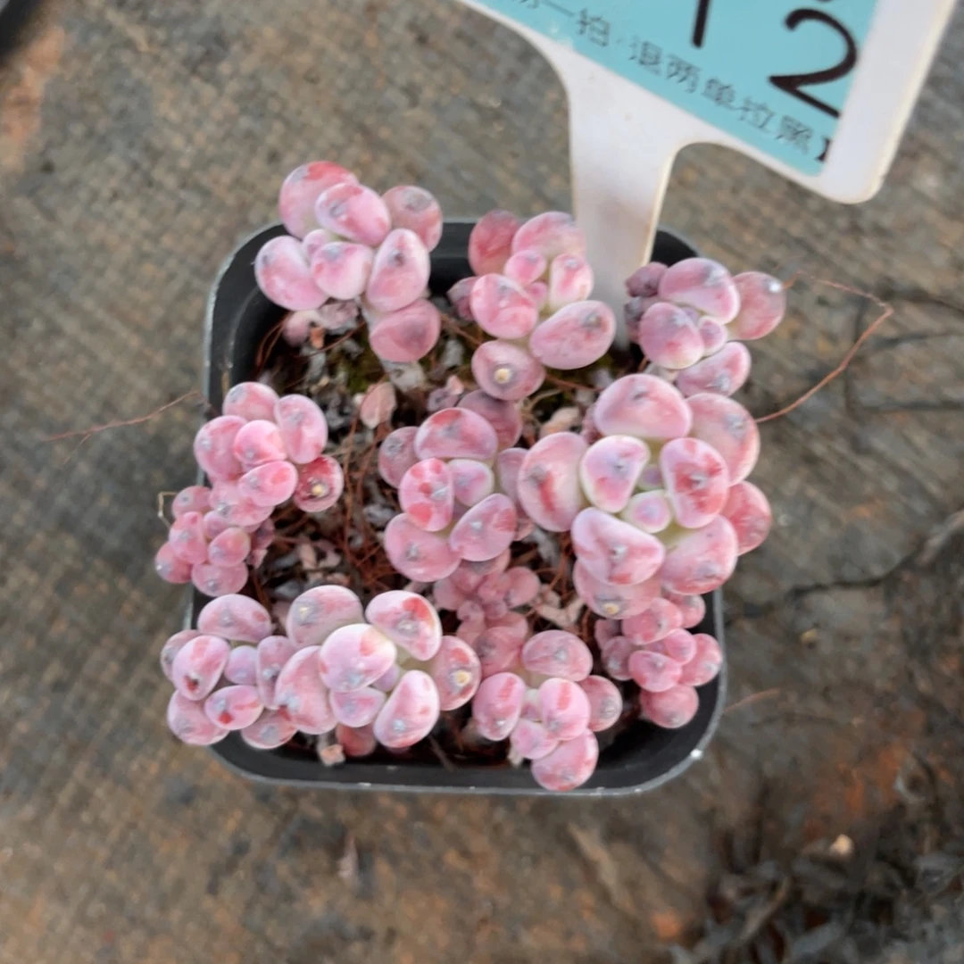 云尘多肉一物一拍不包整带盆带土