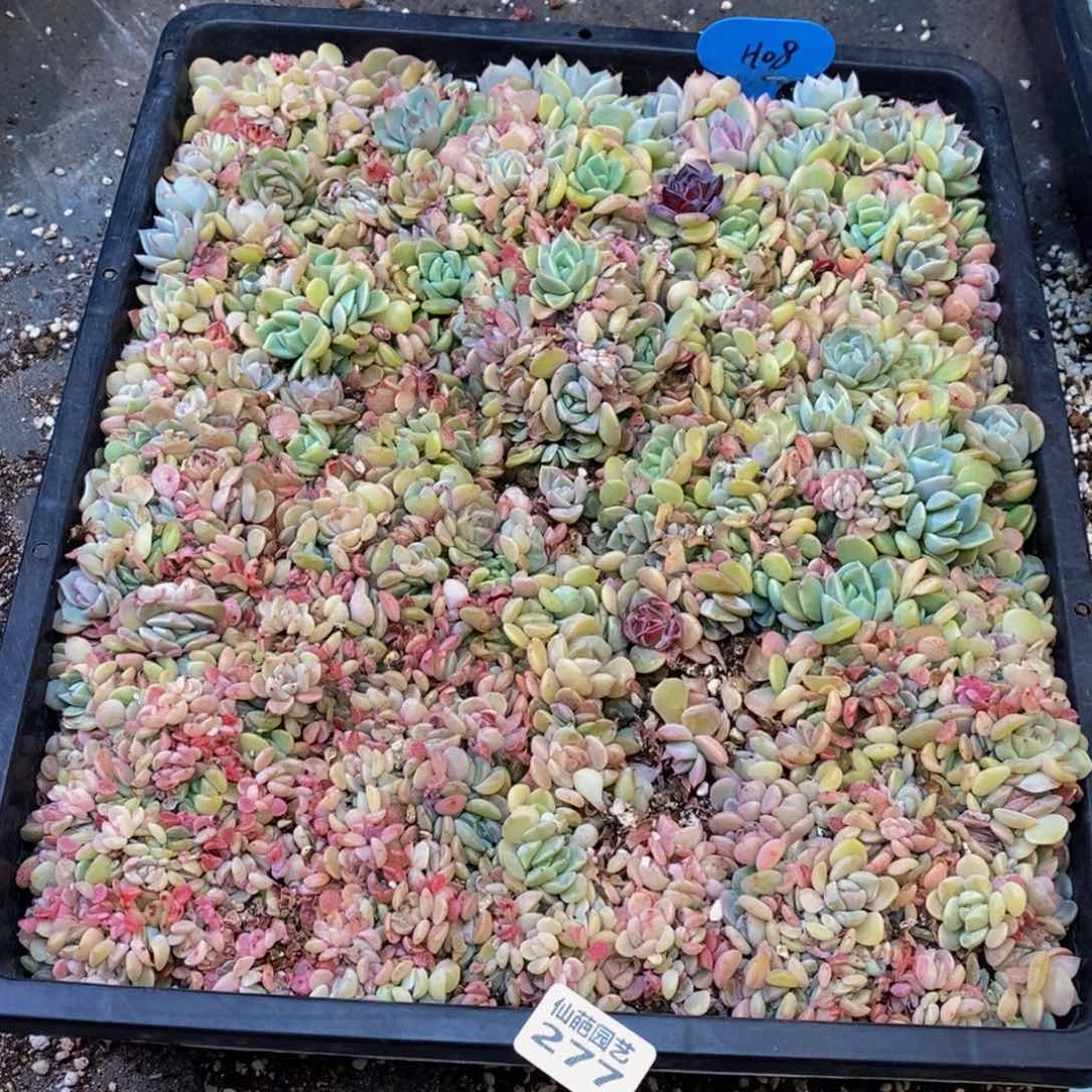 优***猬277的人在一起了。