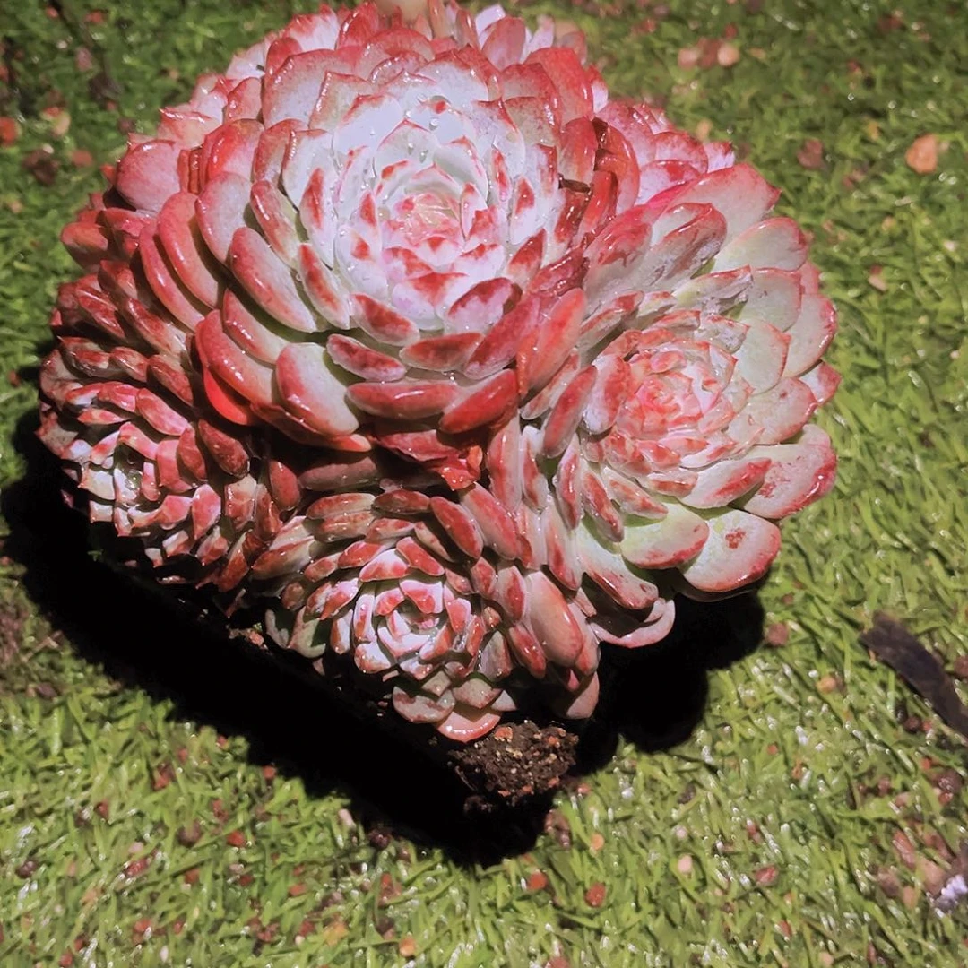 青***桐青铜白衣圣代99999998999999