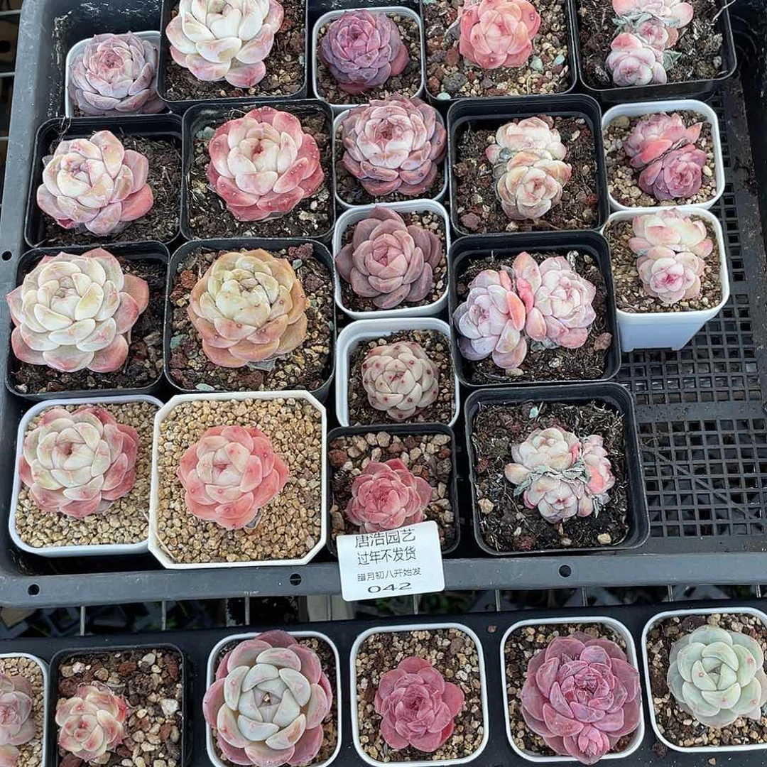 李*糖心一物一拍042