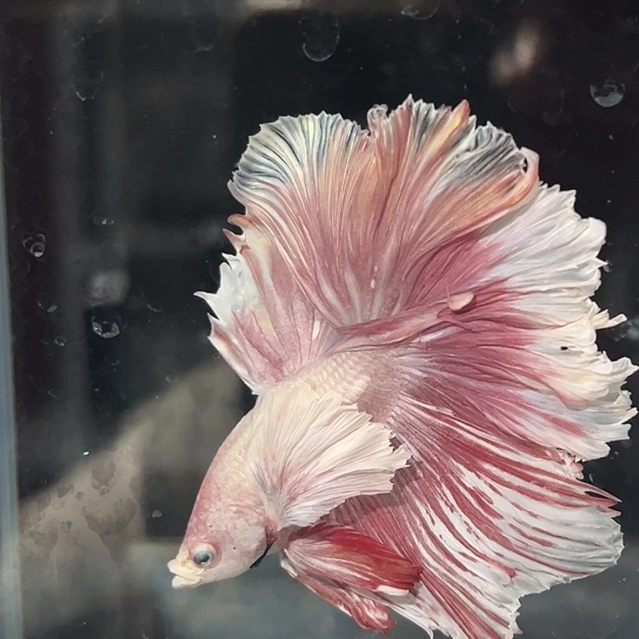 斗鱼9号巨耳落日玫瑰