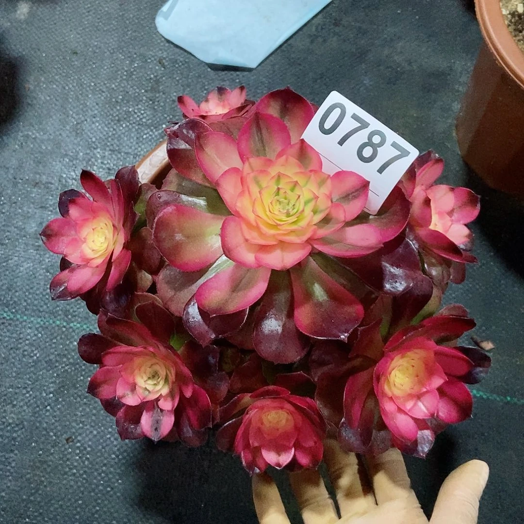 红陶0787荔枝4冠服16.7