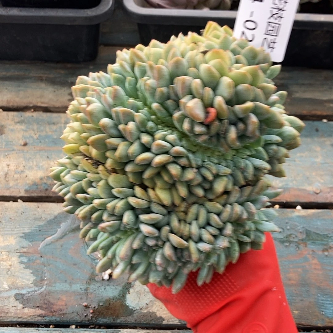 14-20 梦露星影缀一物一拍
