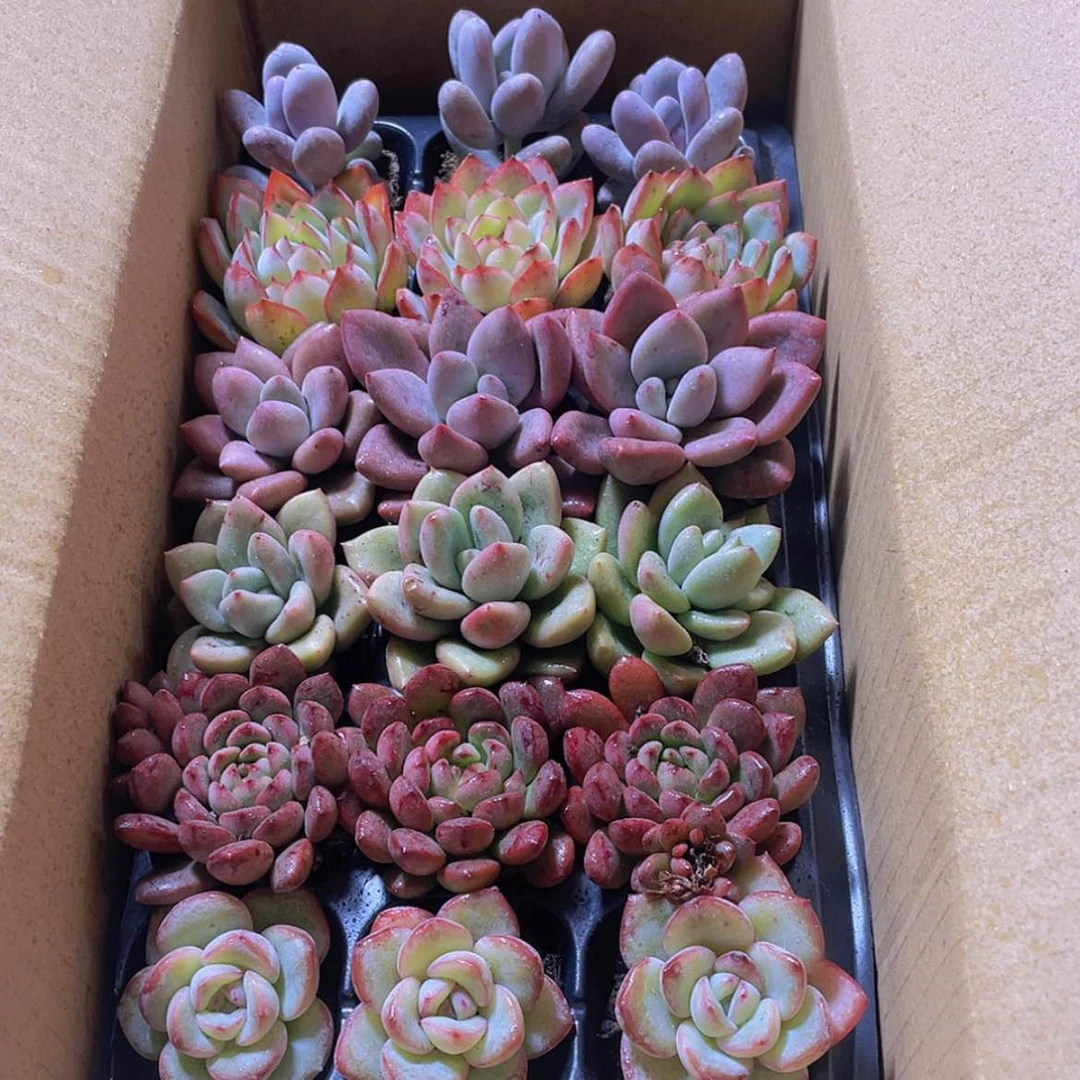 【闪购商品】【复制】18颗-151