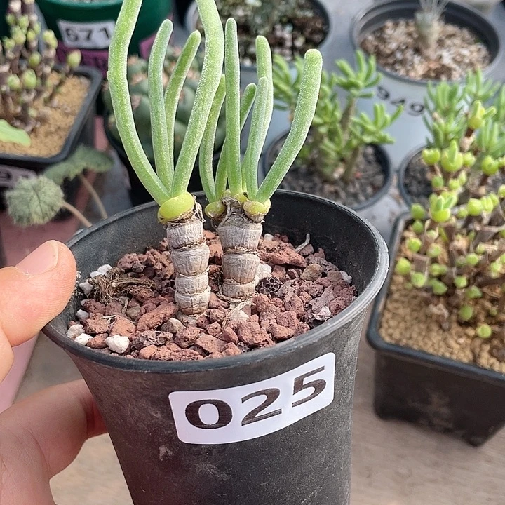 025碧光环兔子老桩