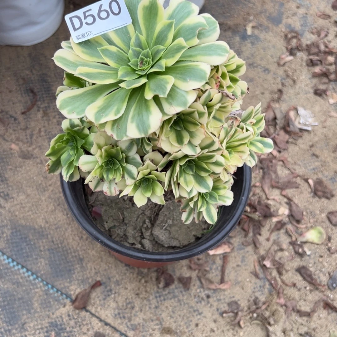 560金丝翡翠琉璃多肉