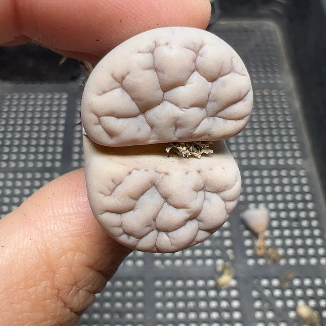 【闪购商品】1049……