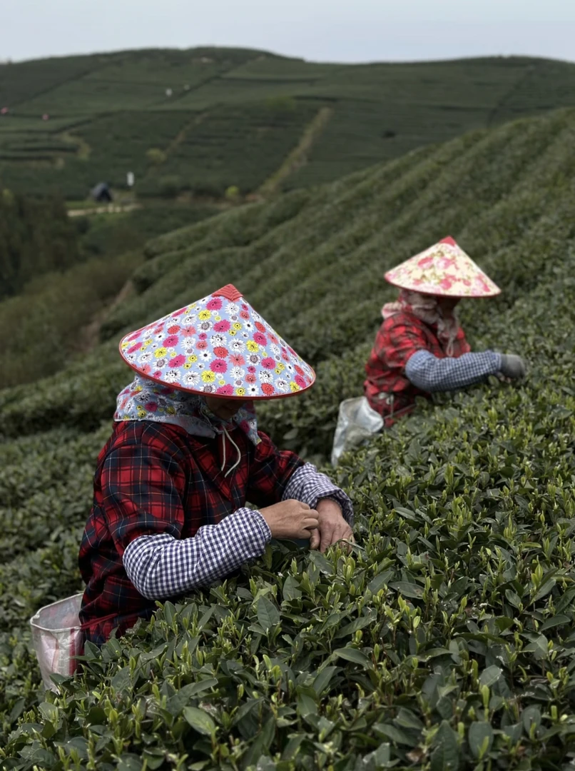 开播链接陈皮茶鲜果补差价分享直拍粉丝尊享