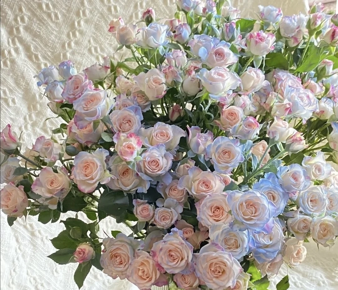 鲜花【喷色多头碎冰蓝】同地址两单以上顺丰包邮送货上门+送配草1扎