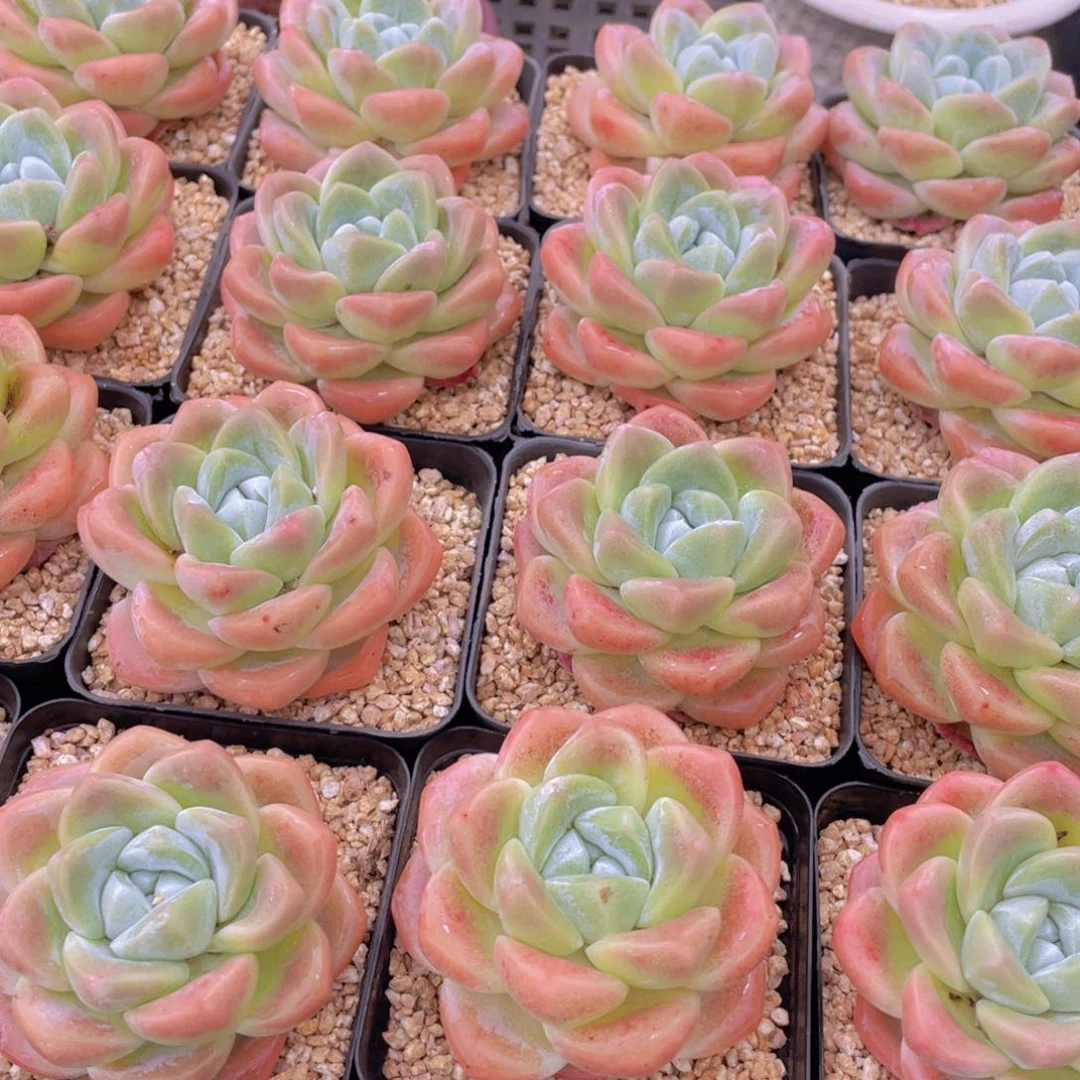 量拍2号 肥胖樱花钻石冰玉大单头一个