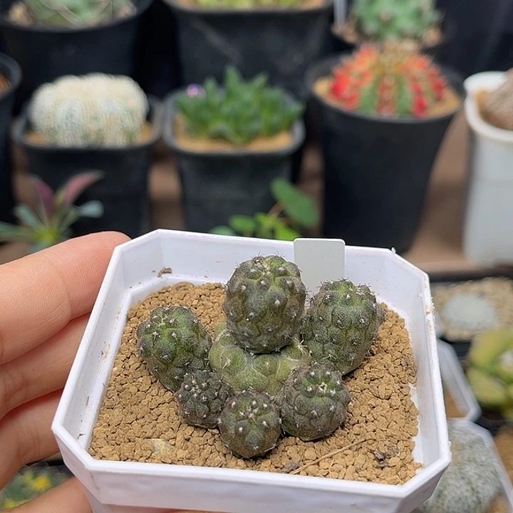 无花朵尤仙人群一颗一颗
