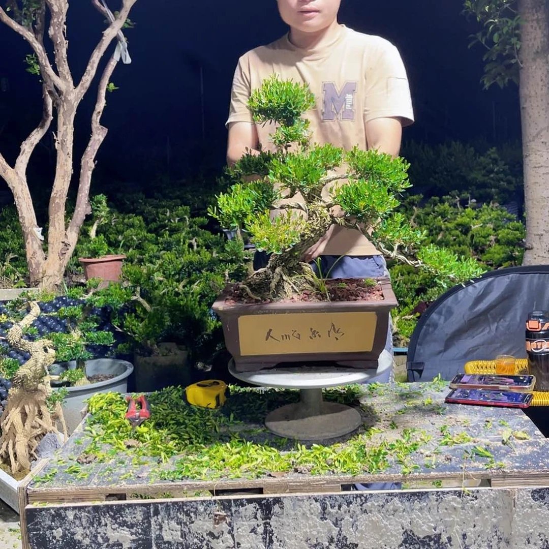 当前无花栽培后可以开花