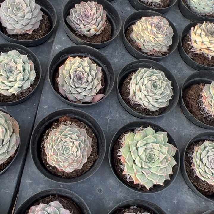 新疆包邮 瘤财群