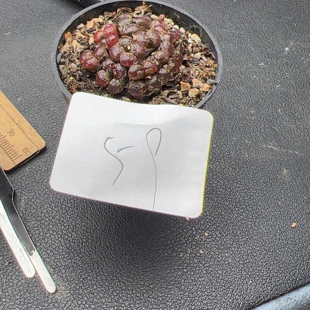 ?****丁6.8勋章多肉植物59