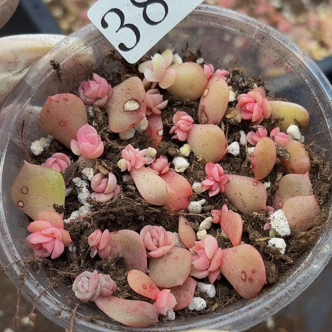 多肉植物多肉植物386