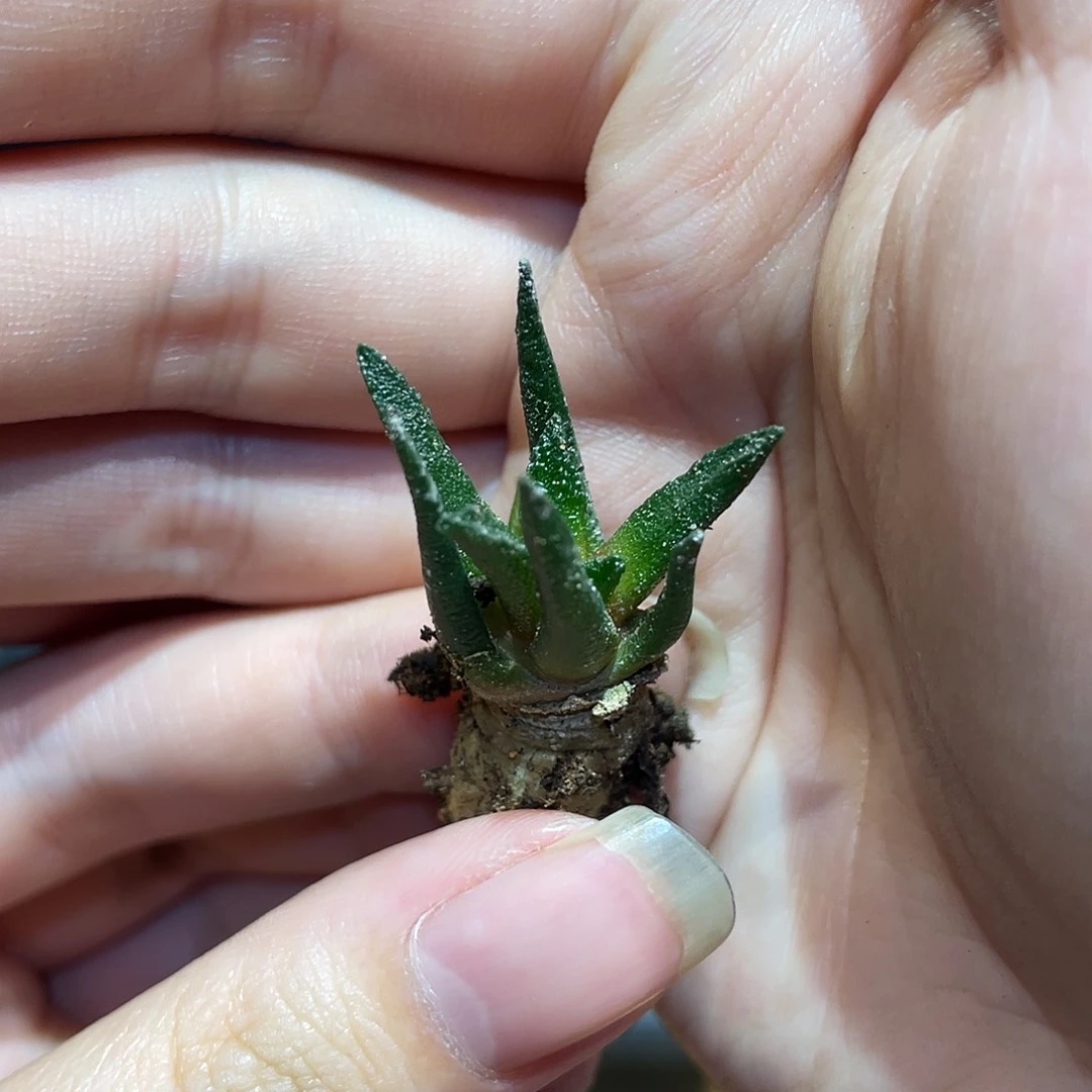 2cm实生辛顿牡丹萝卜根