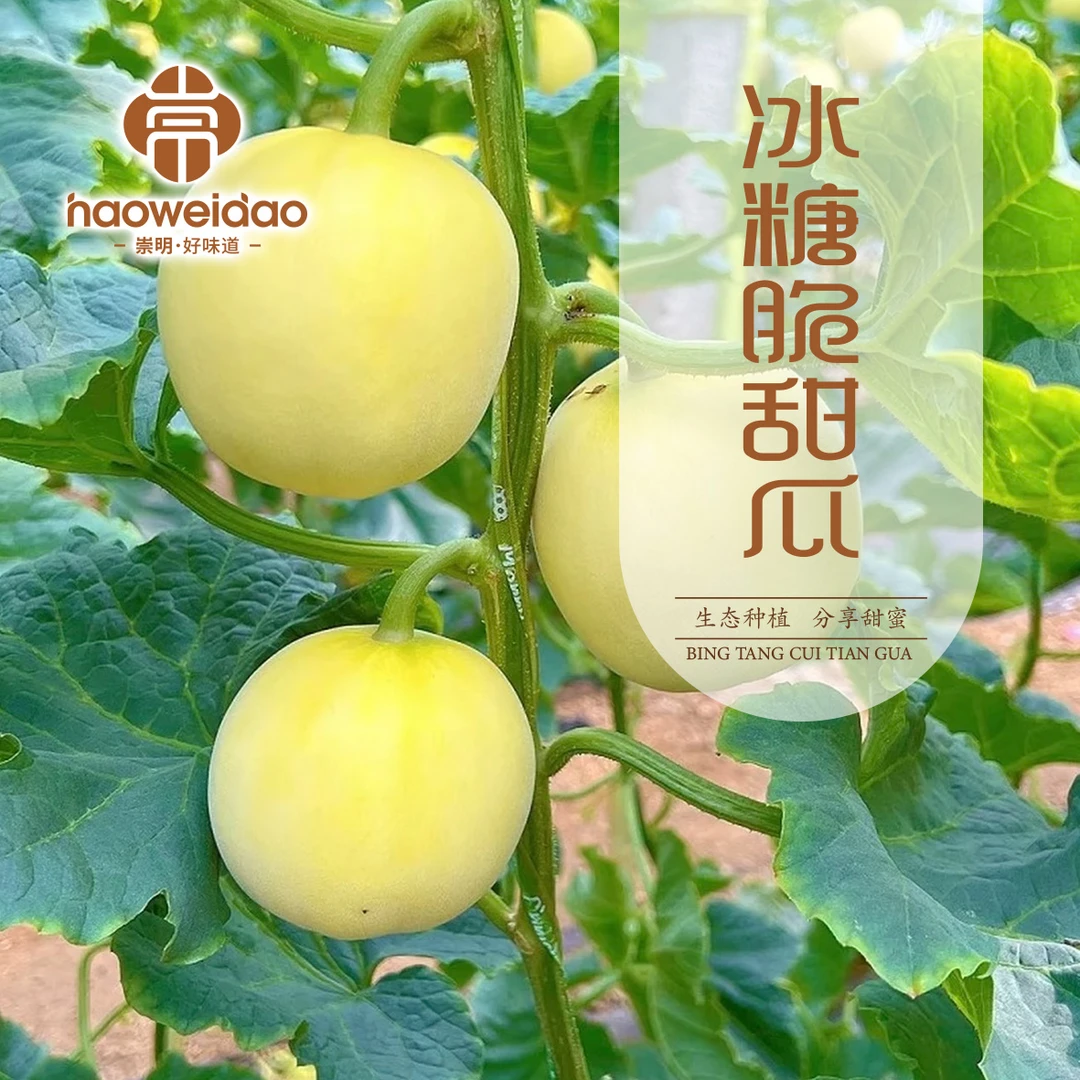 [顺丰包邮]崇明岛 6斤头茬冰糖脆小蜜蜂甜瓜脆嫩多汁清甜现摘现发