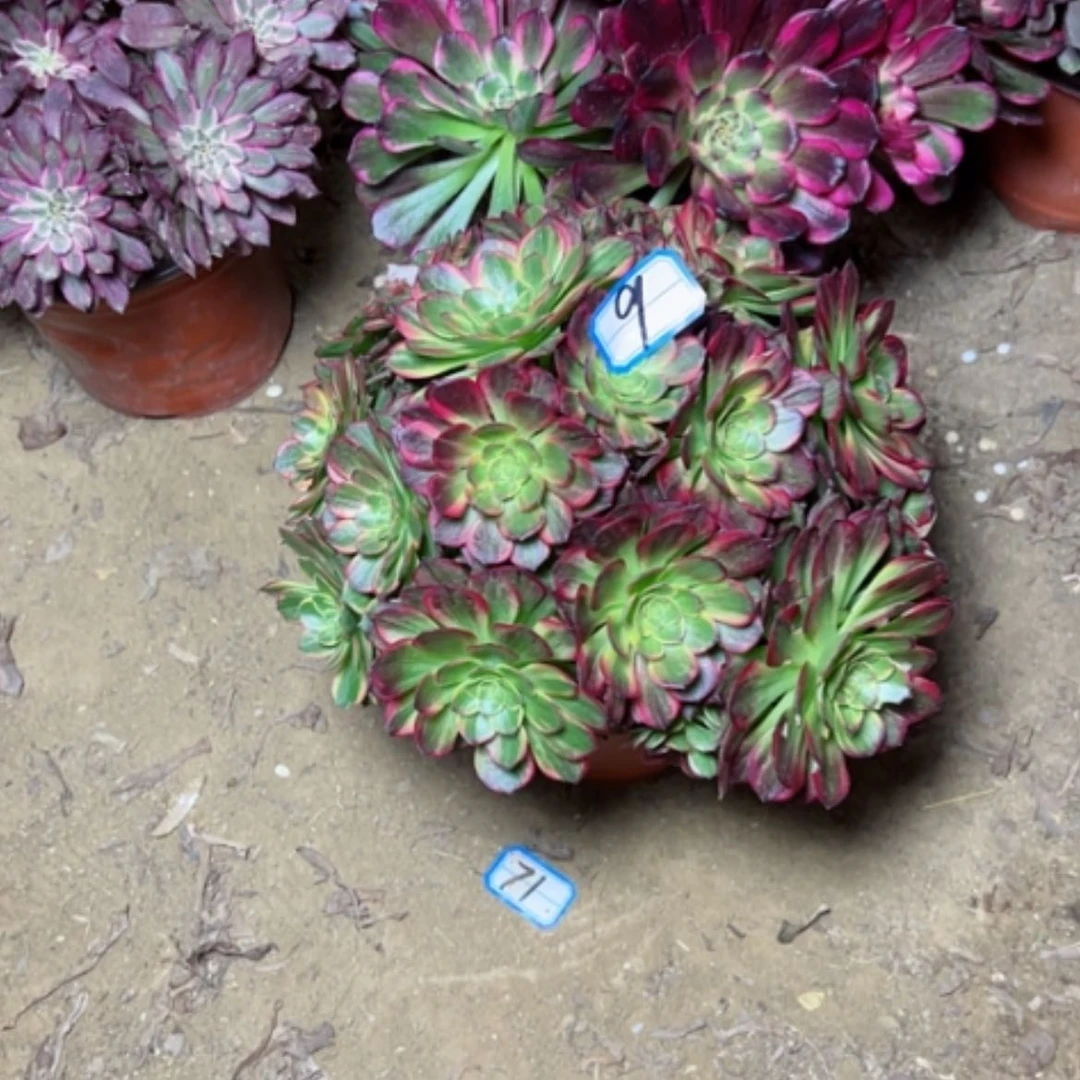 【闪购商品】陈*霞多肉植物两个9