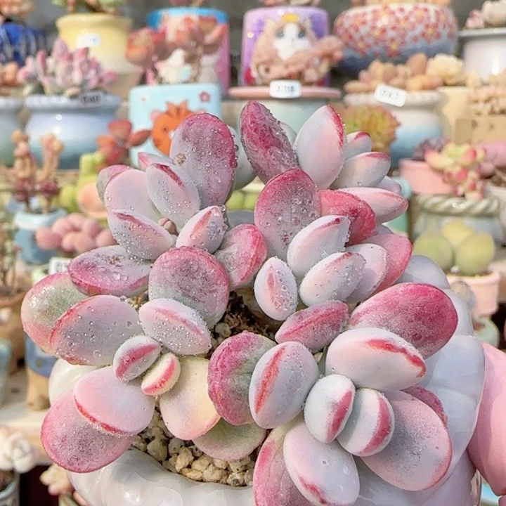 乒乓福娘锦盆口6cm