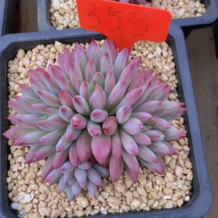 这么多事要等下星期