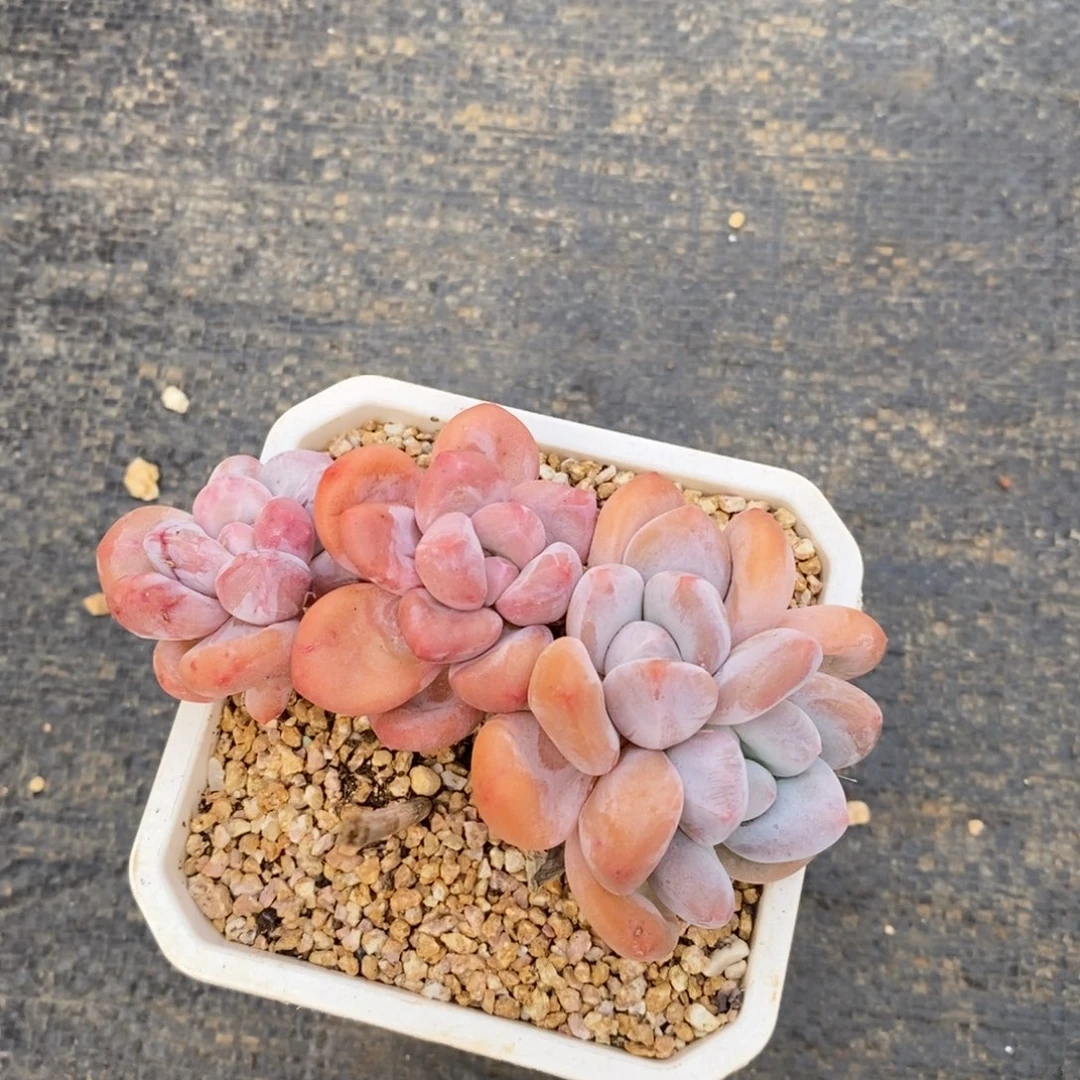 极**人石化香水，12345678912345