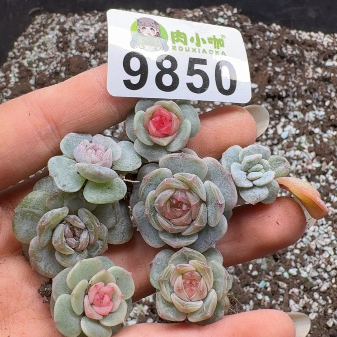 多肉植物多肉植物