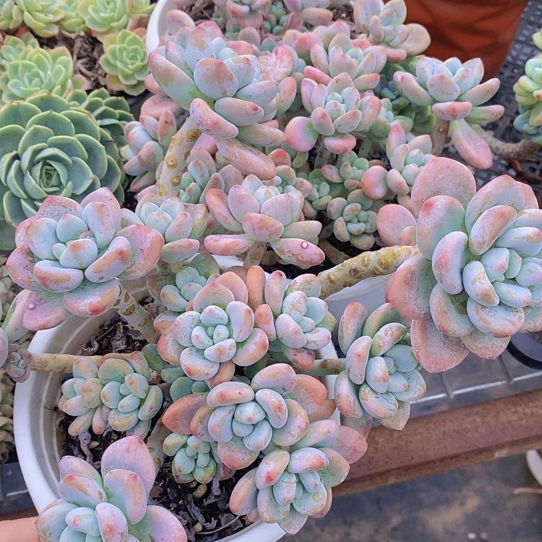 红洛神整桩两盆多肉八亩地