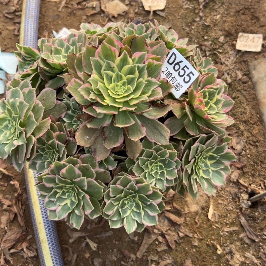 655多肉 水蜜桃不包断头