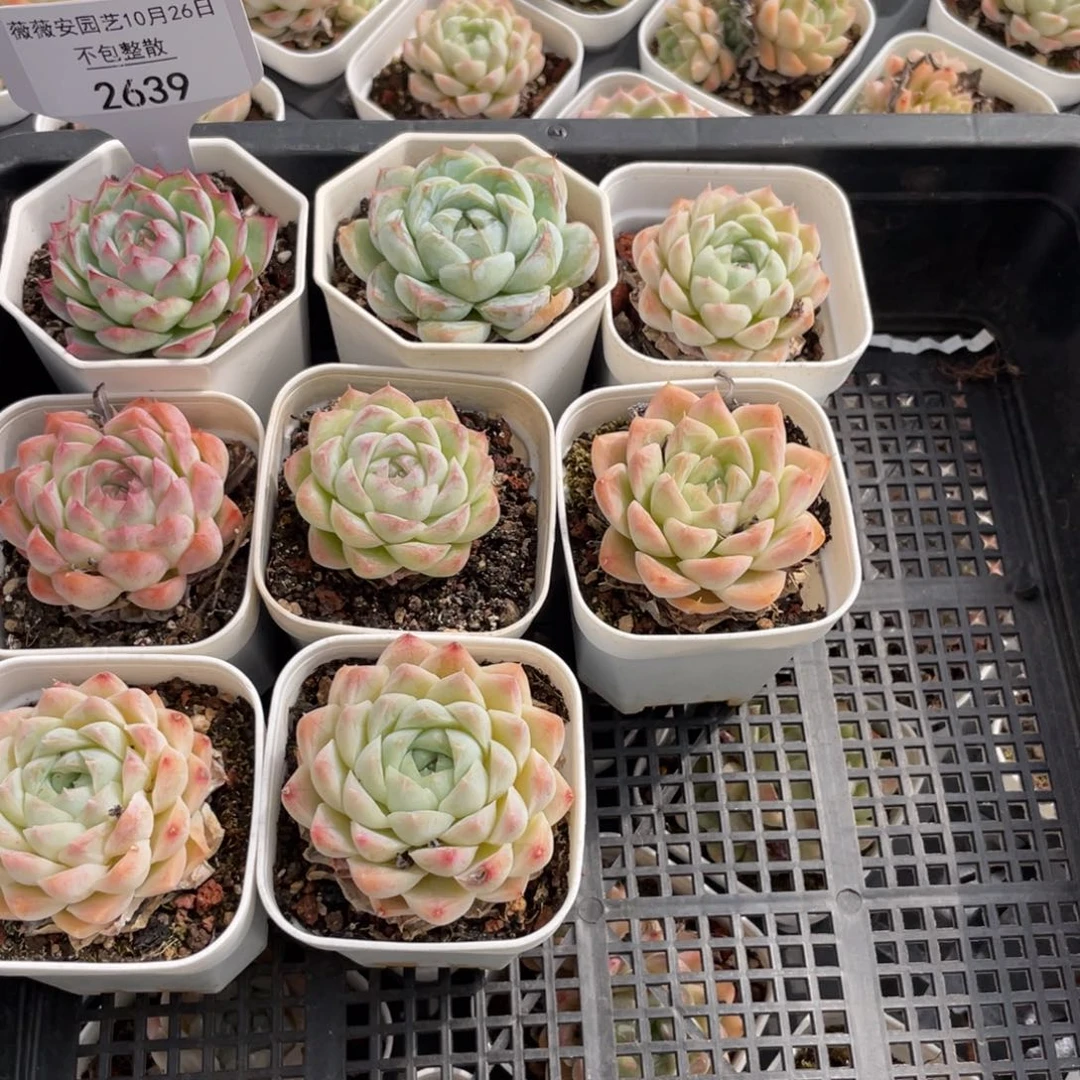 不包整散 盆子不售后2639