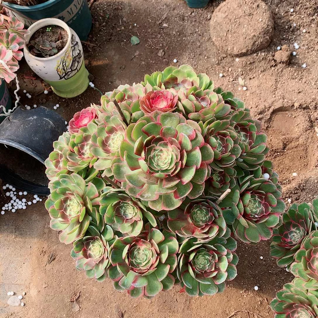 【闪购商品】探*粉花妖，多肉