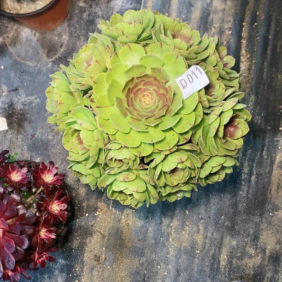 万拉丝011多肉111111
