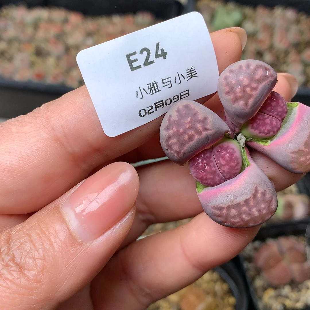 E24多肉植物保护研究所