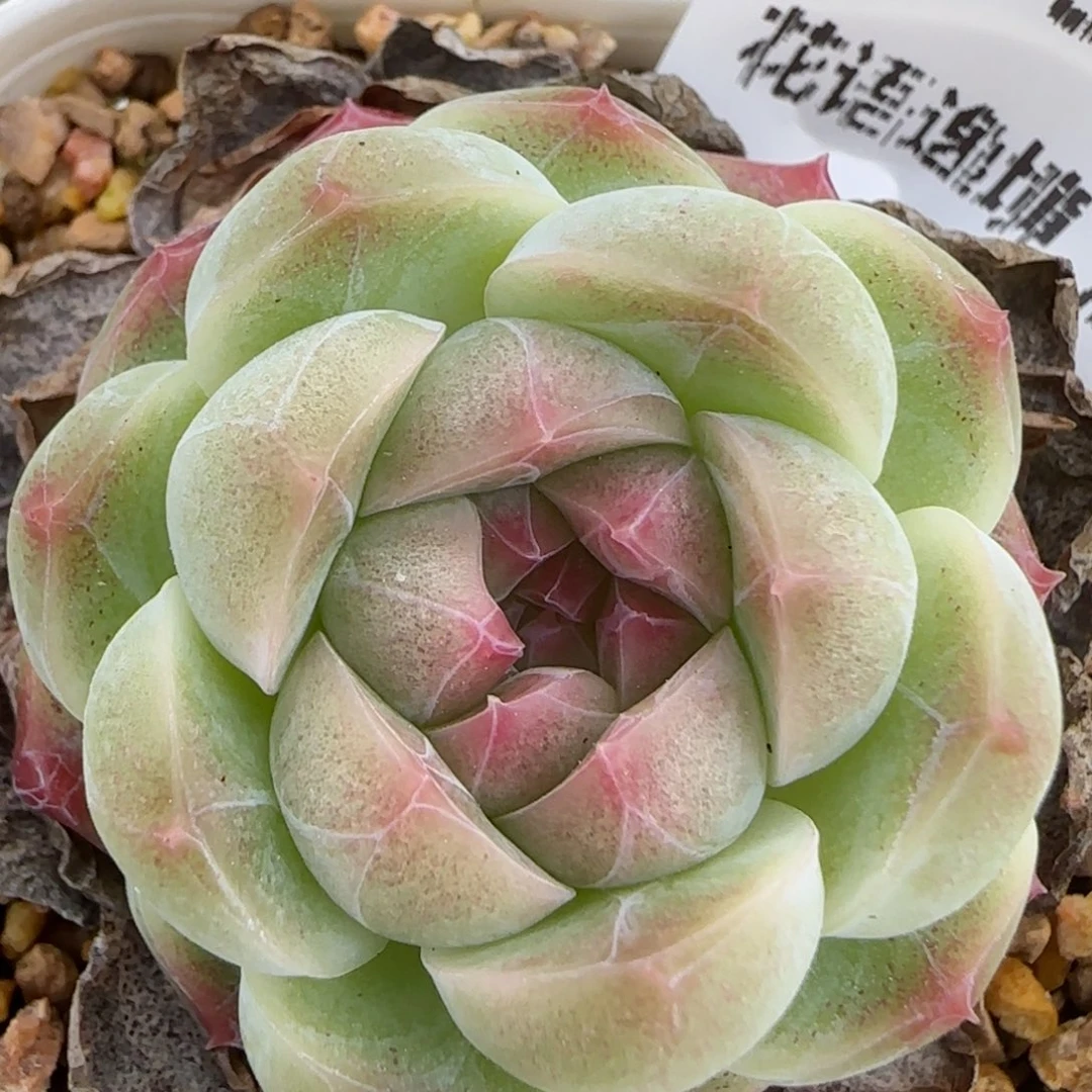 花语逸镜0214-475