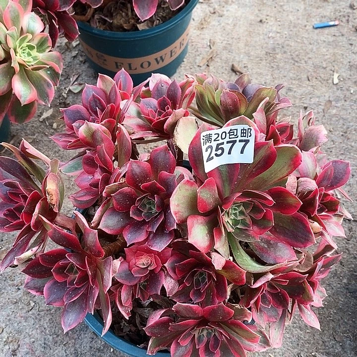 2577 一颗女妖法师多肉