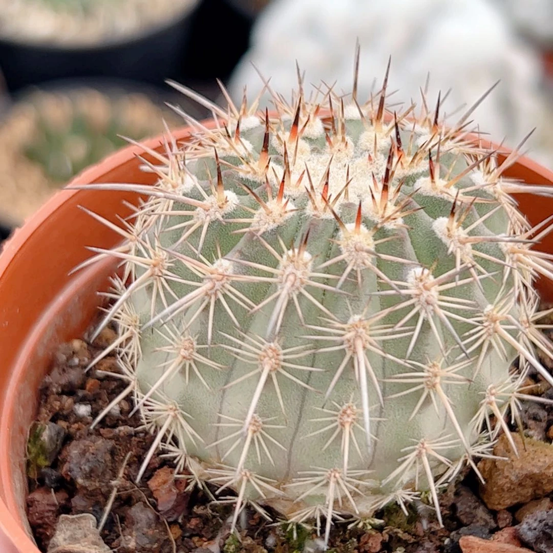 伊须罗玉实生仙人球