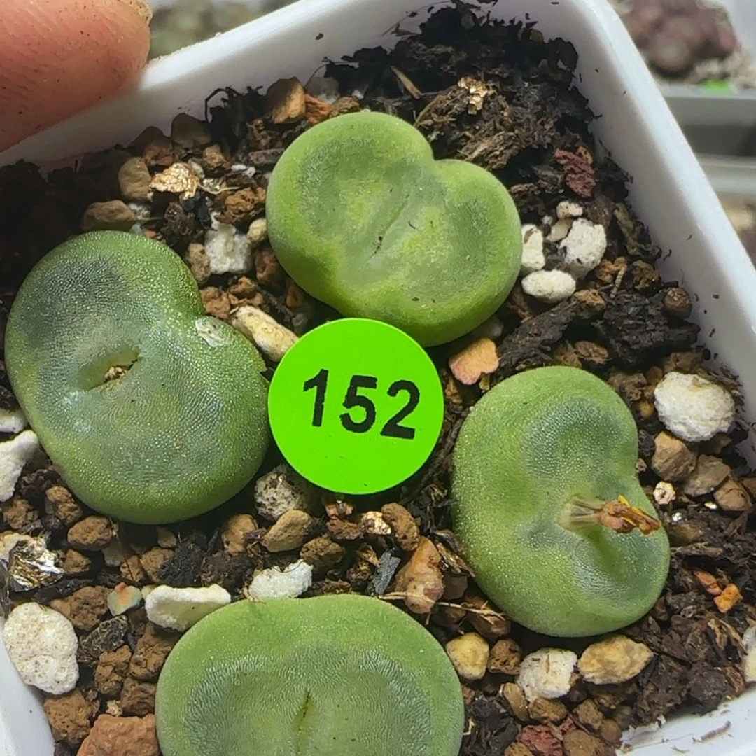 水晶鞋1.6-2漂亮多肉植物152