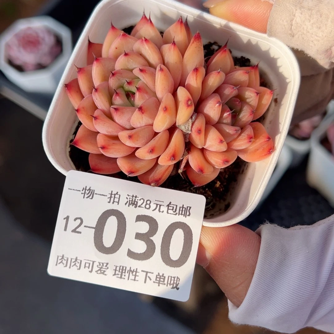 星空珍妮多肉多肉多肉