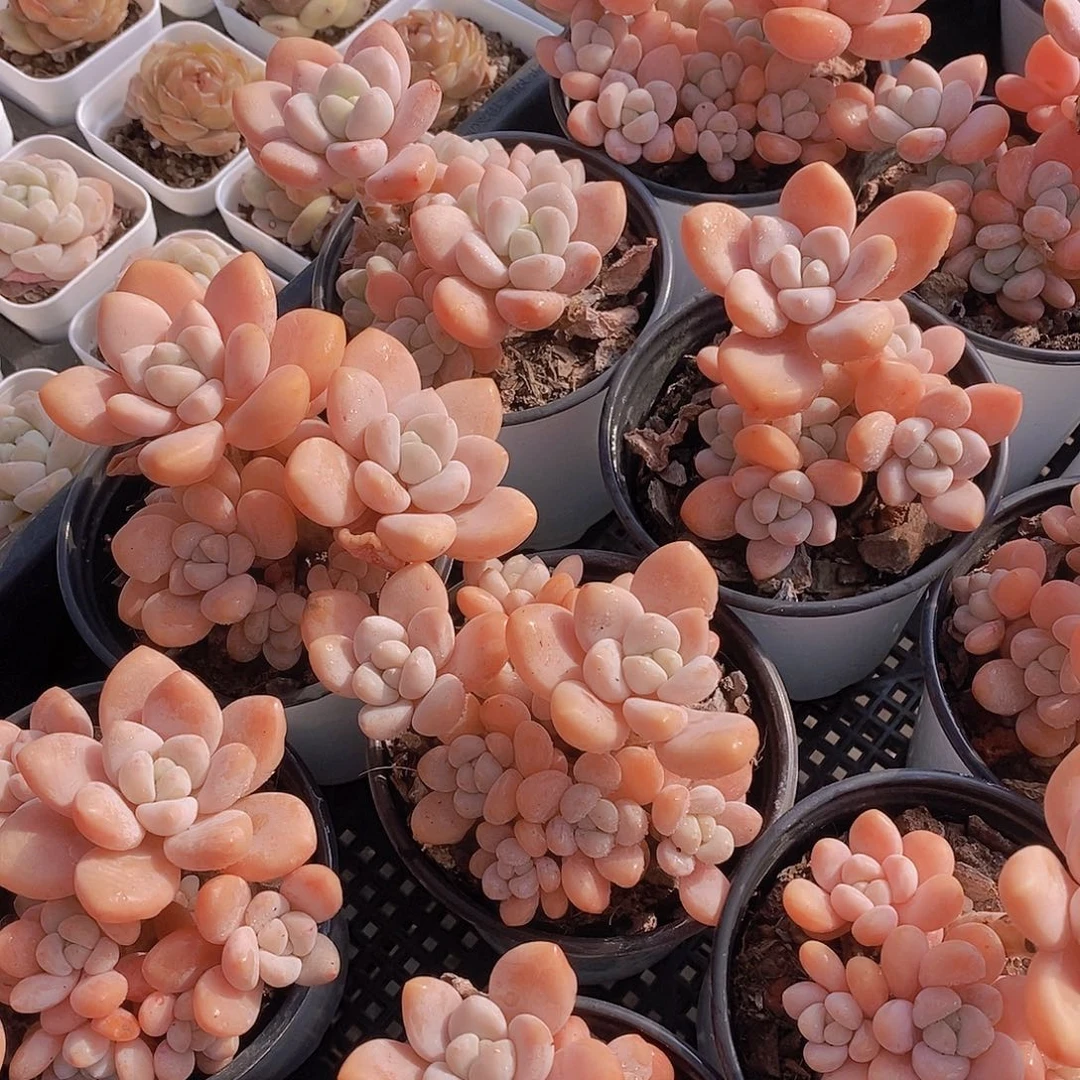 0214-粉洛神福利一颗量拍