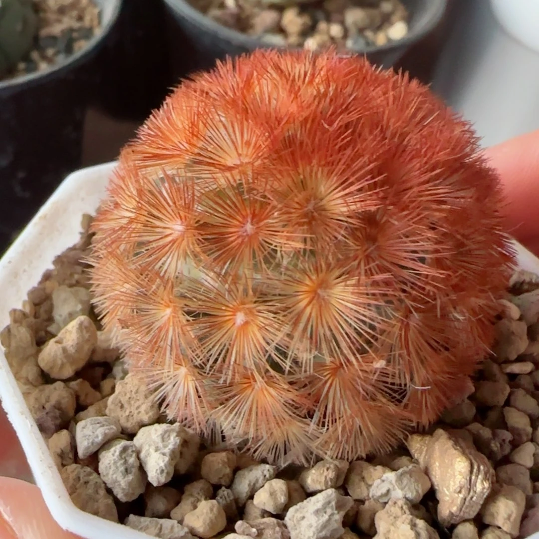 风**淡实生多肉000000