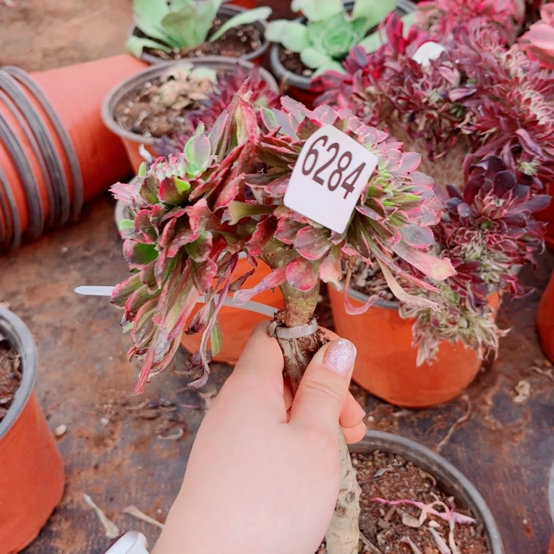 284粉黛缀化多肉植物