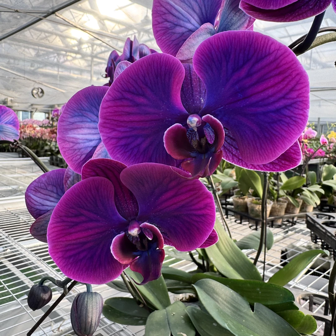 【黑珍珠】送花盆 辣椒吸色马卡龙蝴蝶兰（蝴蝶兰基地批发直播）