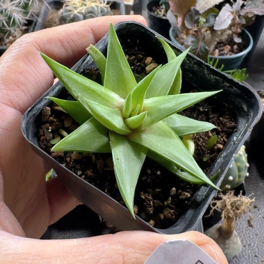 阿***舒806风车脱土发货自根