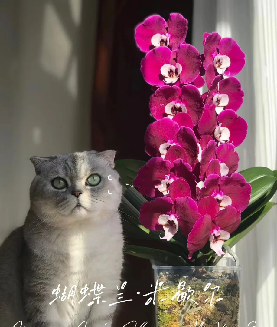 蝴蝶兰苗不带花剑蝴蝶兰叶片微瑕【四颗】稀少花色不同品种