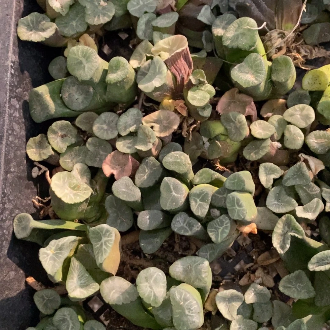 1909 一颗实生大万象 高货品种 超级福利