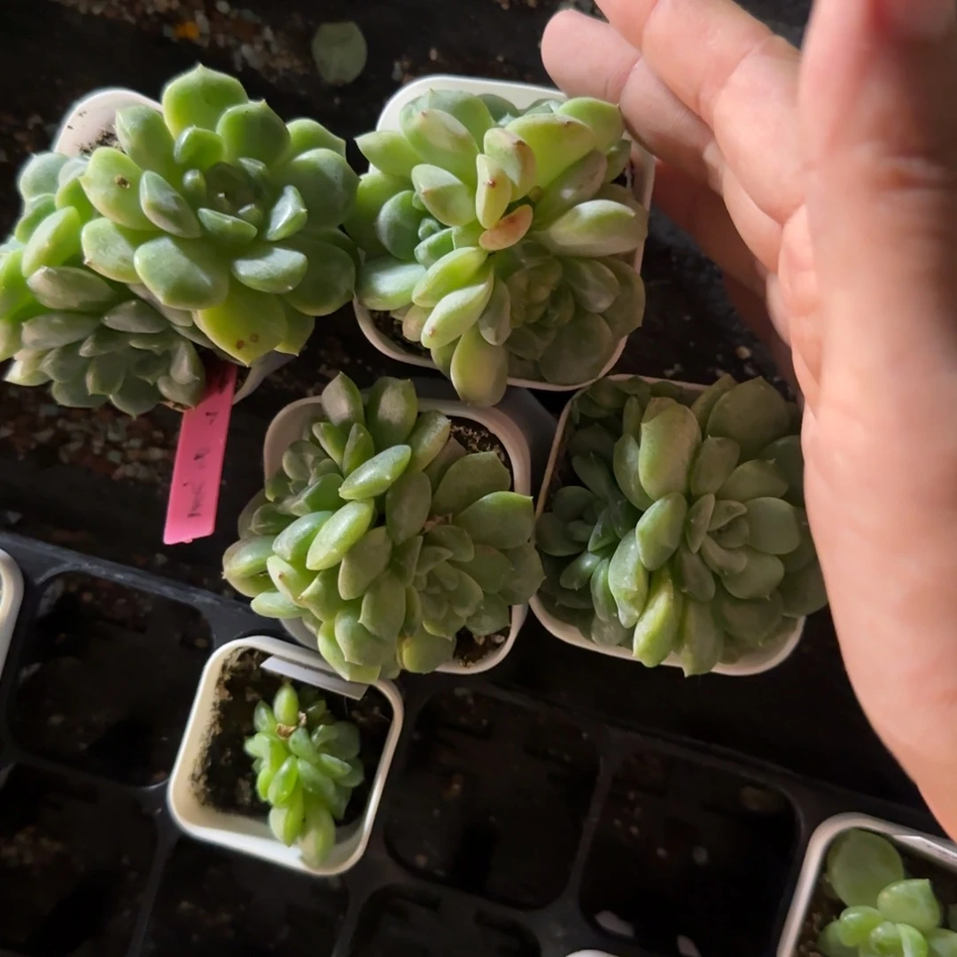秃子甜心群中苗盆8床一个满25包邮